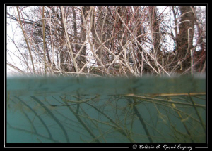Bad visibility today :-( ... follow the branches to come ... by Raoul Caprez 